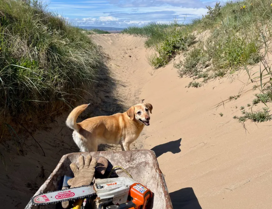 Golden retriever Honey near the Berrow Beach dunes with a trolley ready to collect driftwood for High Beach holiday cottage
